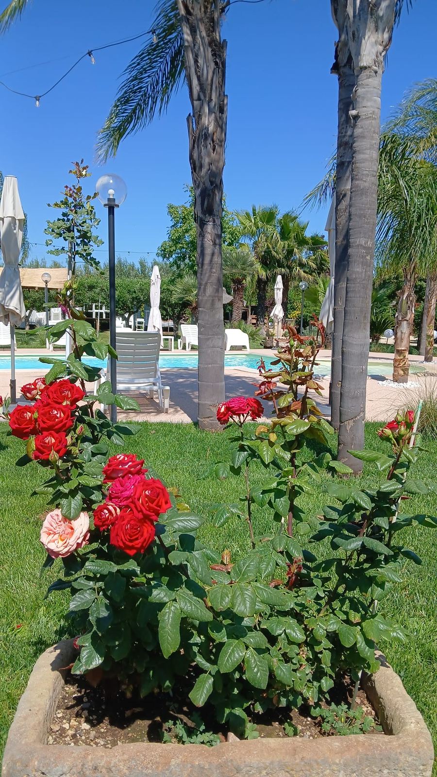 Relais San Giovanni · le rose del giardino e la piscina sullo sfondo, Castellaneta (Taranto)