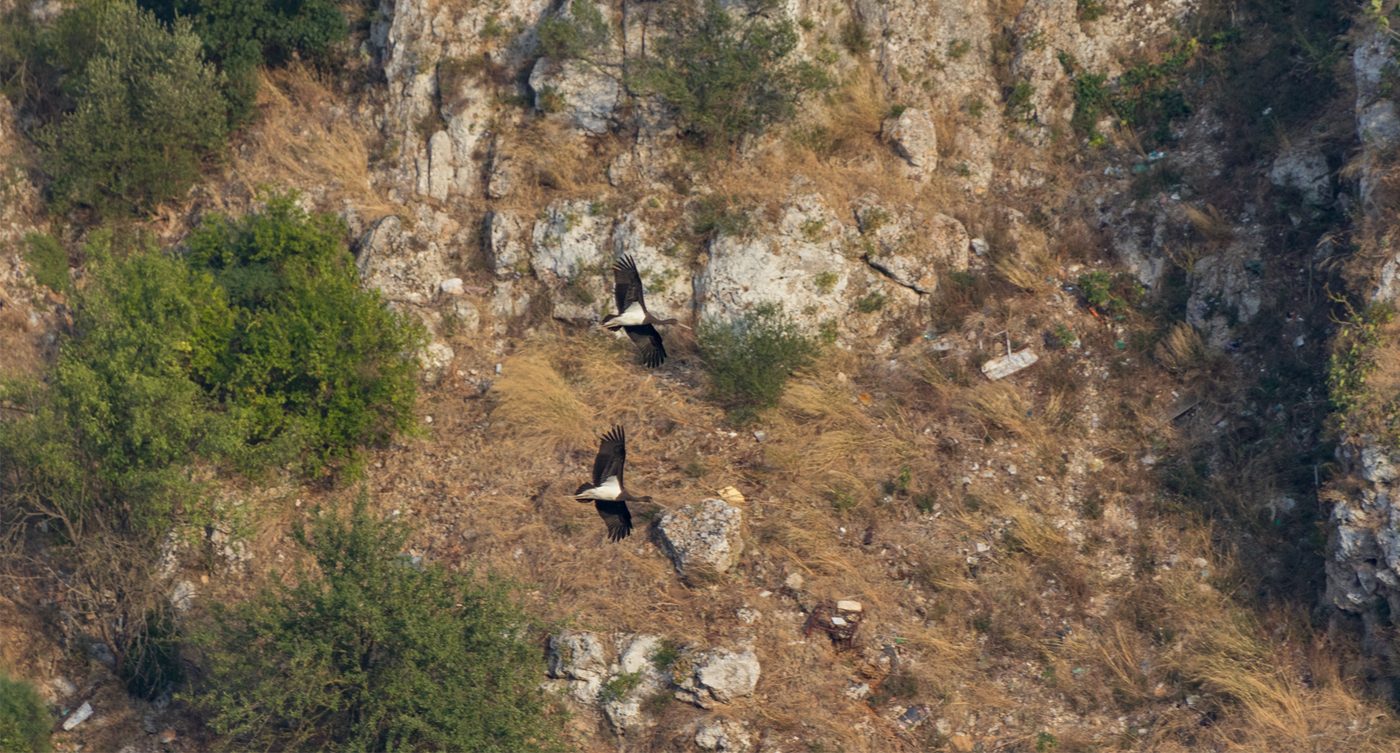 Due cicogne nere in volo sopra la Gravina di Castellaneta